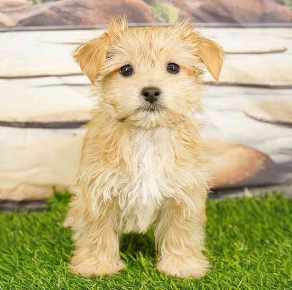 Image of a pet breed in the gallery