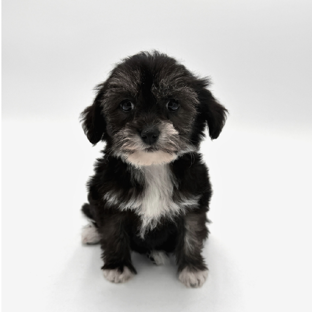 Image of a pet breed in the gallery