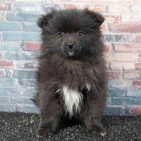 Pomeranian