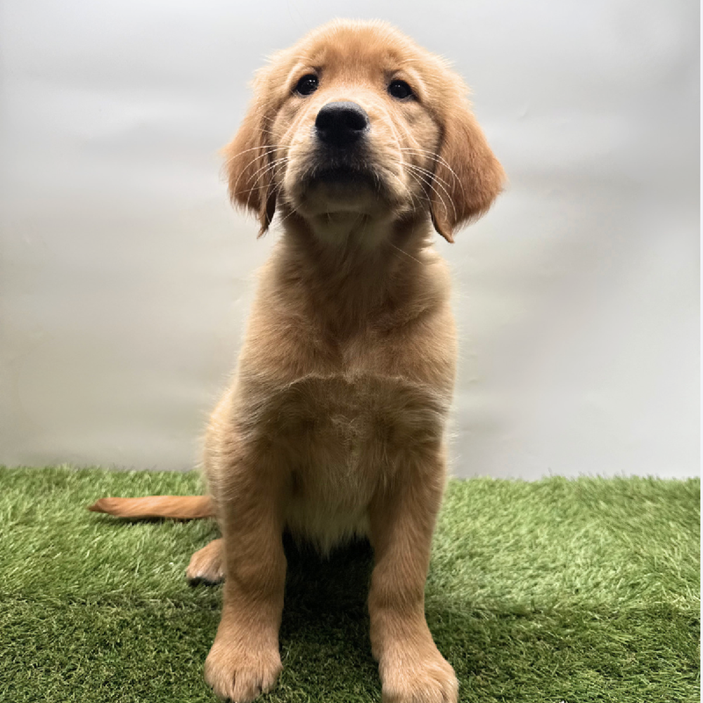 pet breed image