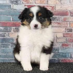 Mini Australian Shepherd
