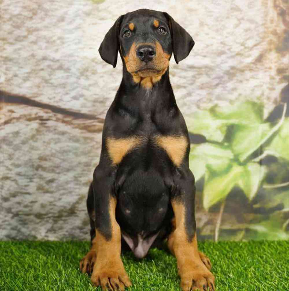 Image of a pet breed in the gallery