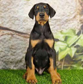 Doberman Pinscher