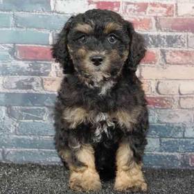 Poodle