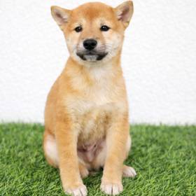 Shiba Inu