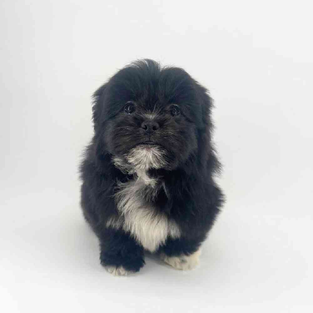 pet breed image