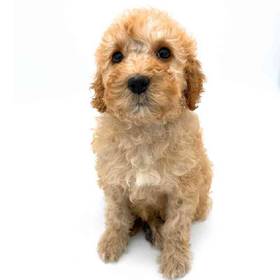 2nd Gen Mini Goldendoodle