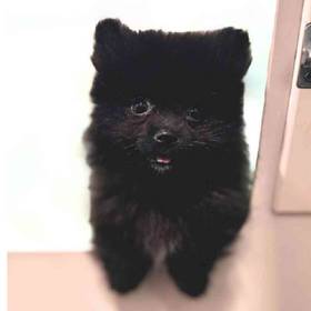 Pomeranian
