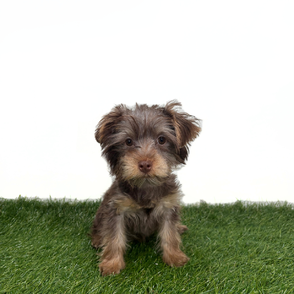Image of a pet breed in the gallery