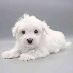 Maltese