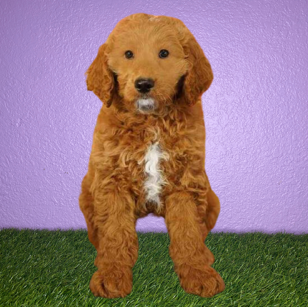 Male 2nd Gen Standard Goldendoodle Puppy for Sale in New Braunfels, TX