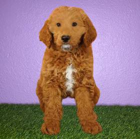 2nd Gen Standard Goldendoodle