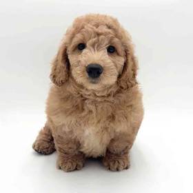 2nd Gen Mini Goldendoodle