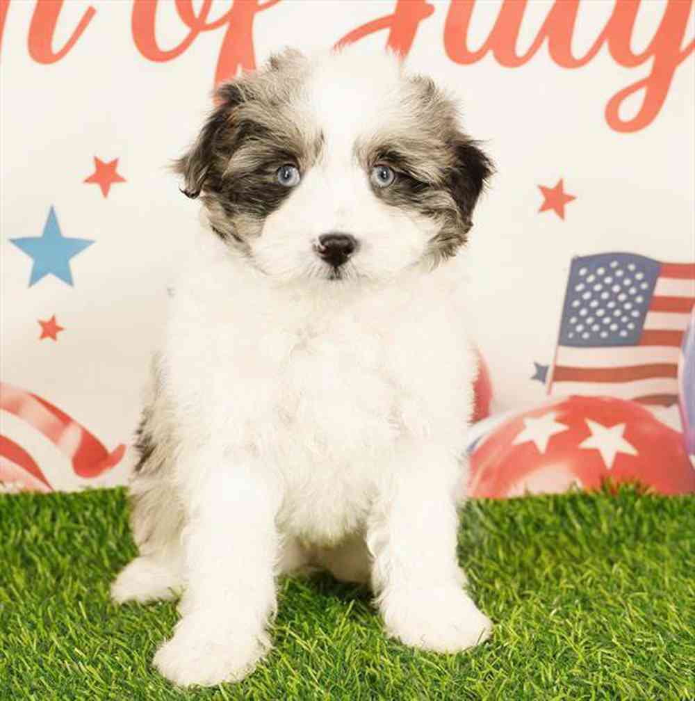 Image of a pet breed in the gallery