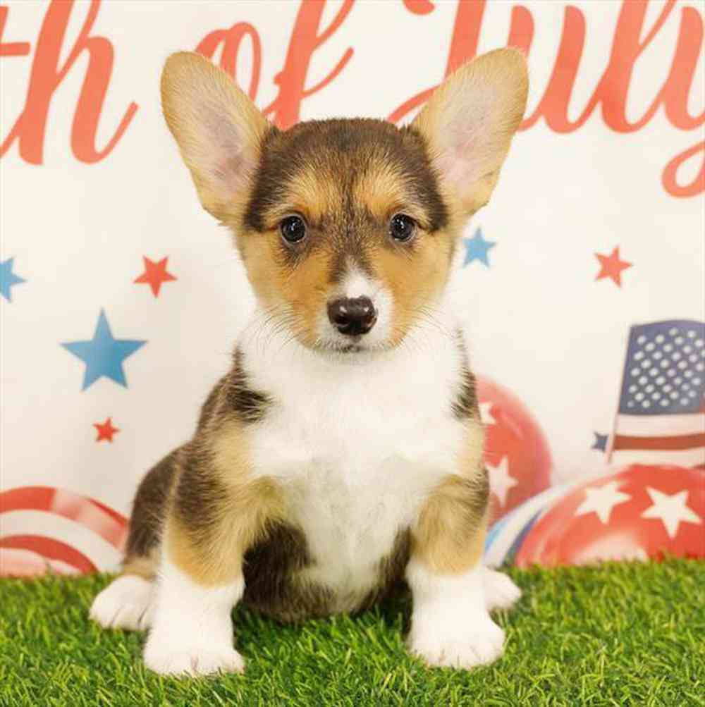 pet breed image