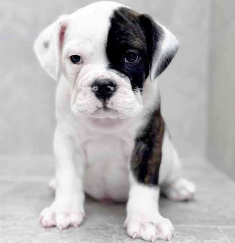 pet breed image
