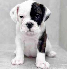 Bulldog-Boston Terrier/Bulldog