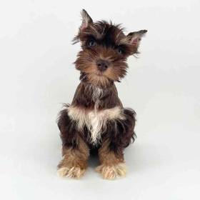 Mini Schnauzer