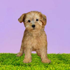 Yorkie-Poo