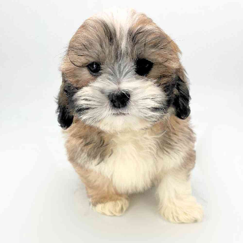pet breed image