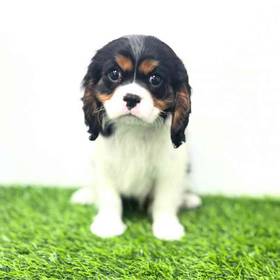Cavalier King Charles Spaniel