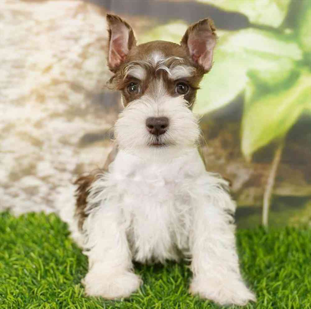 Image of a pet breed in the gallery