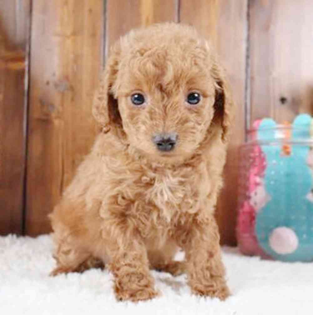 Image of a pet breed in the gallery