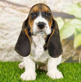Basset Hound