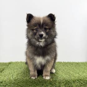 Pomsky