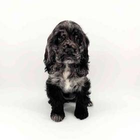 Cocker Spaniel