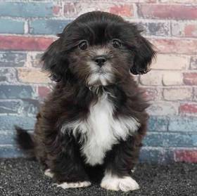 Teddy Bear