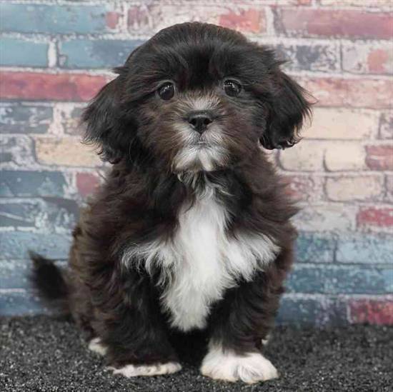 Teddy Bear
