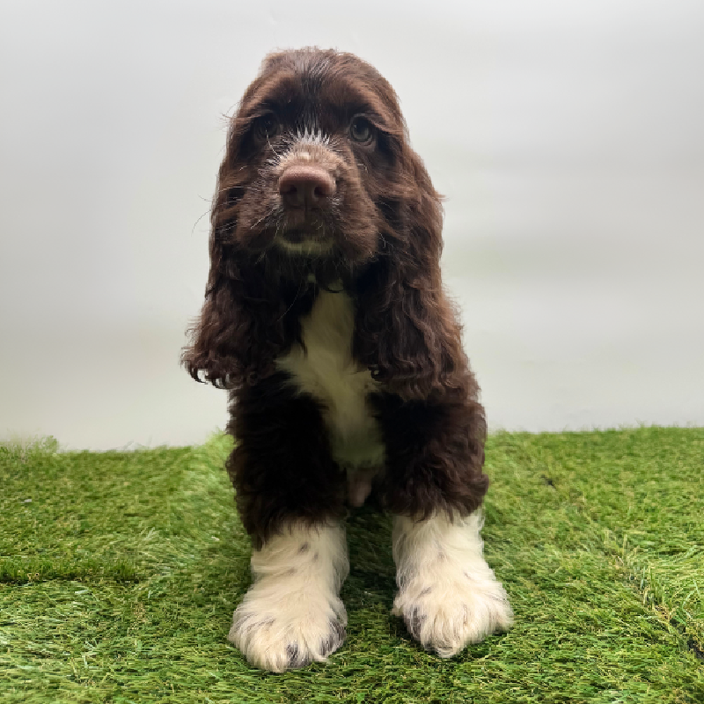 pet breed image