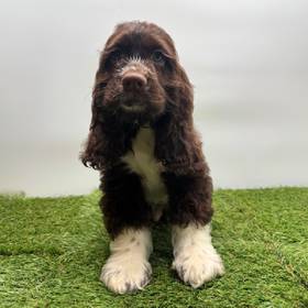 Cocker Spaniel