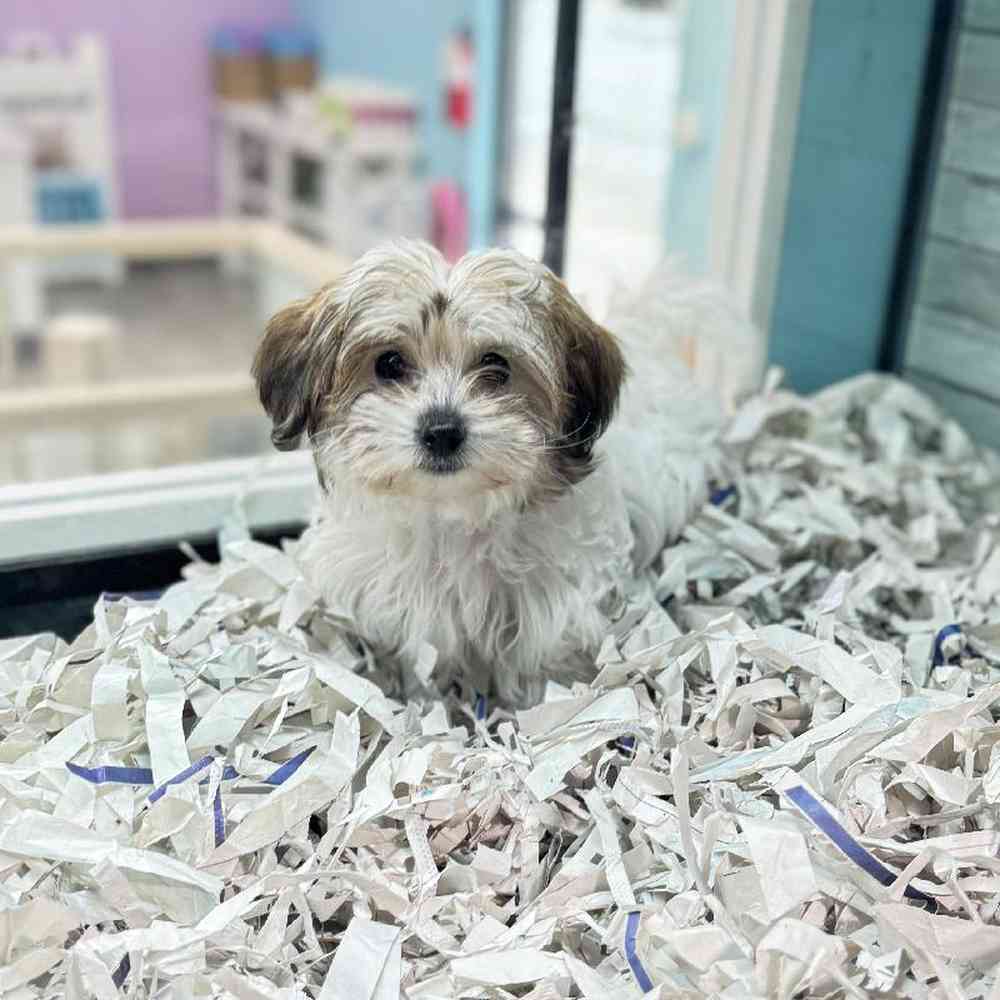carousel pet images