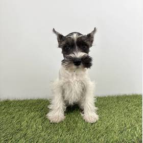 Mini Schnauzer