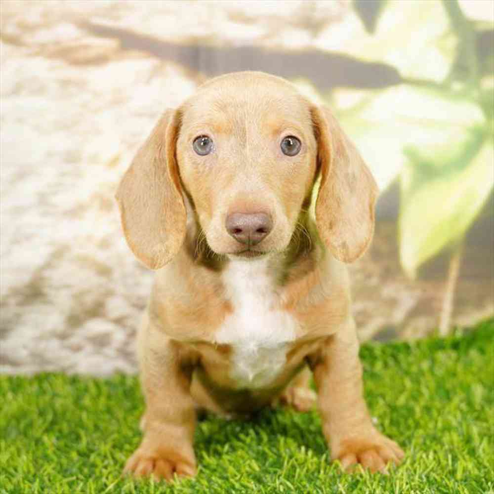 Image of a pet breed in the gallery