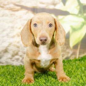 Dachshund