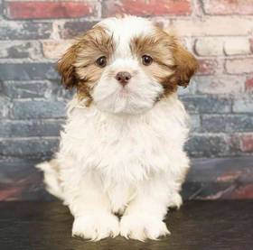 Shih Tzu