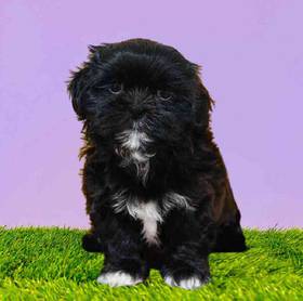 Shih Tzu