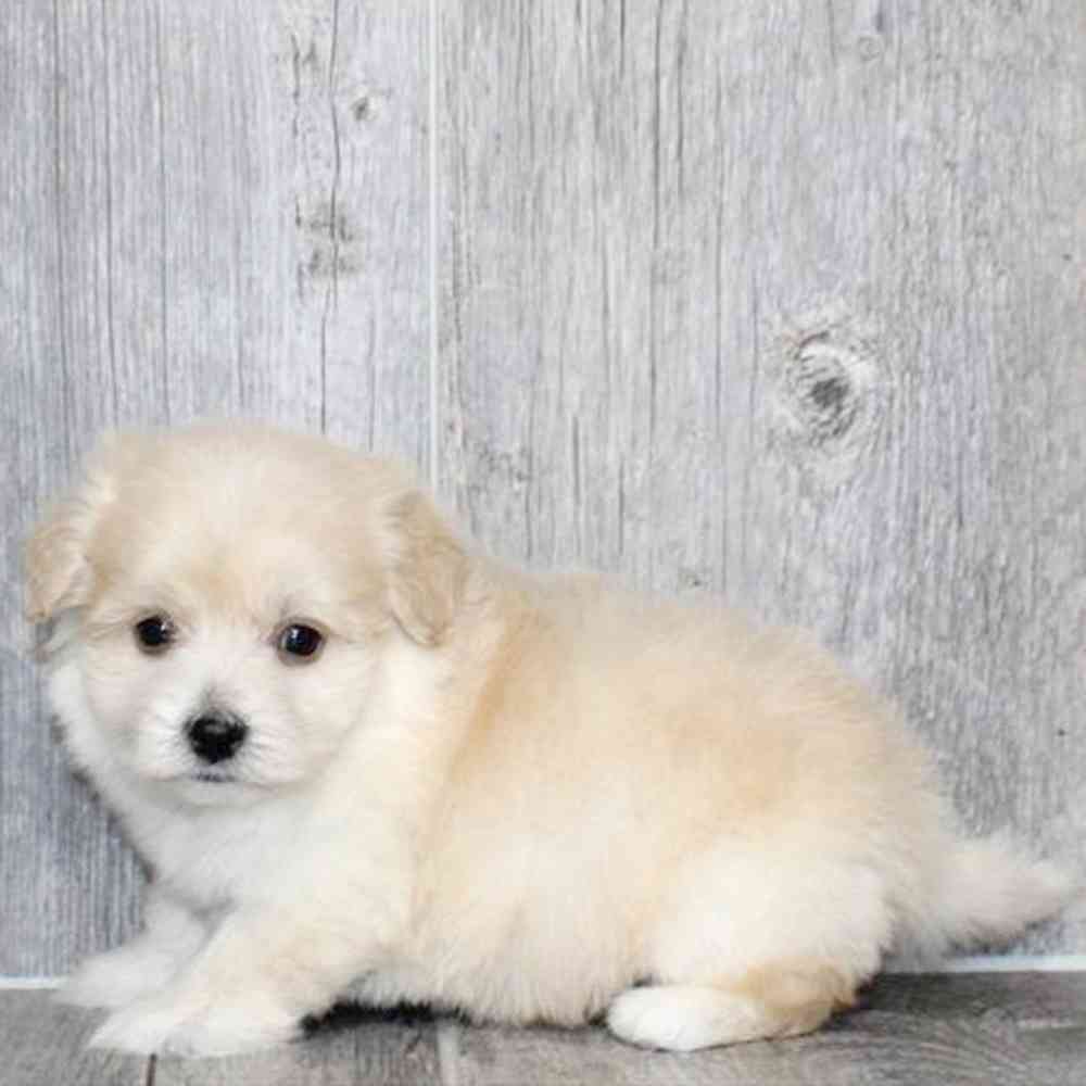 Image of a pet breed in the gallery