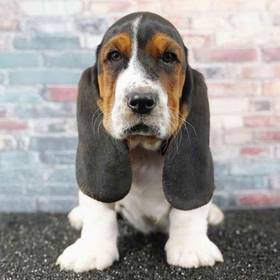 Basset Hound