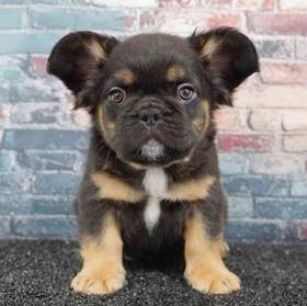 French Bulldog