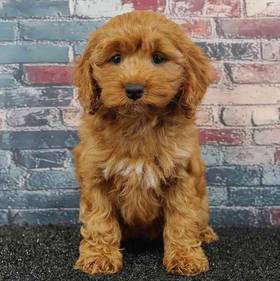 Cockapoo