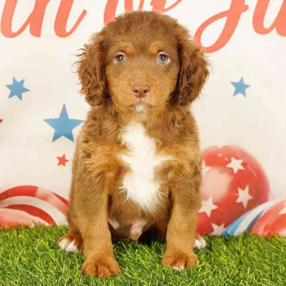 Image of a pet breed in the gallery