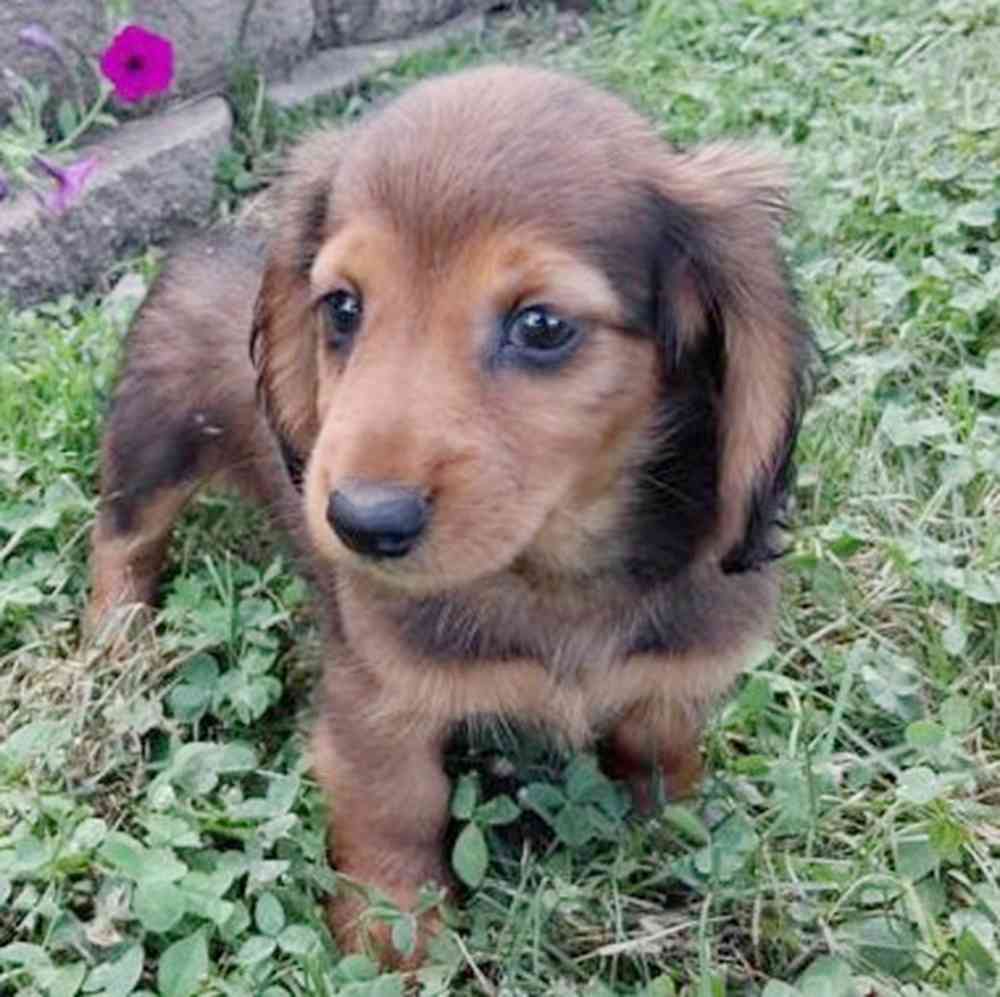 Image of a pet breed in the gallery