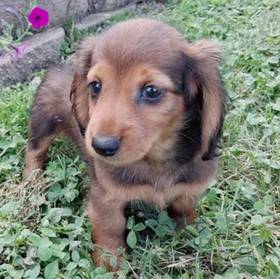 Dachshund