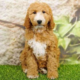 2nd Gen Standard Goldendoodle