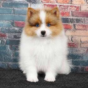 Pomeranian