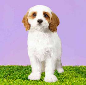 Cavapoo